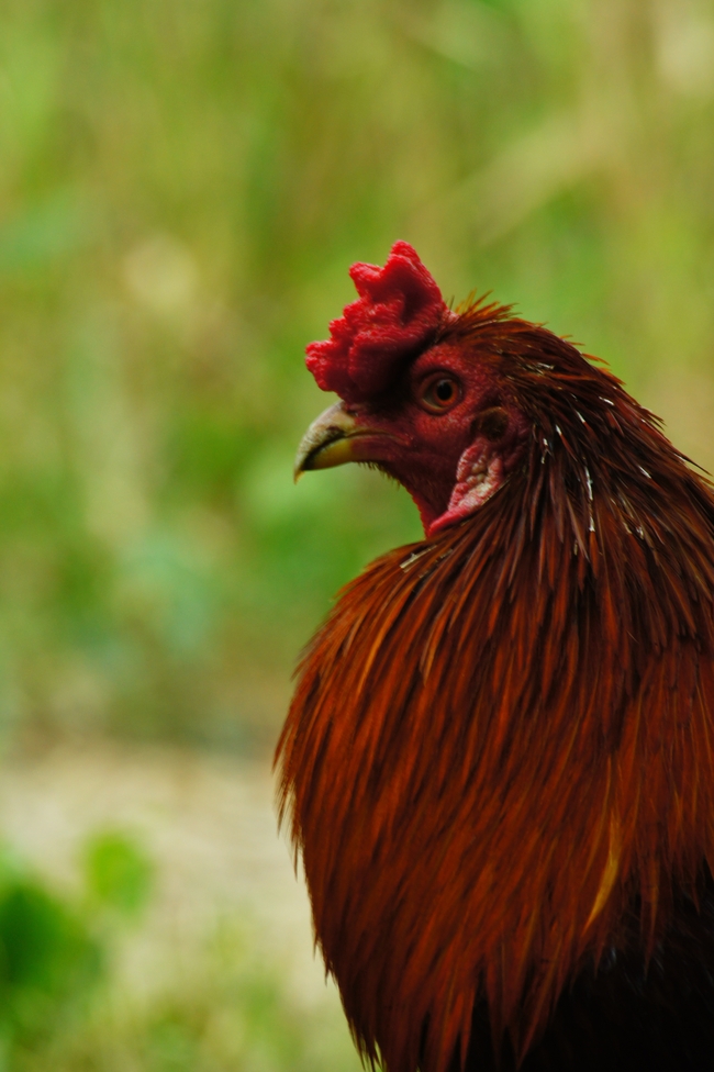 农场家禽公鸡图片