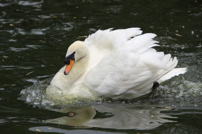 水面大只白天鹅图片