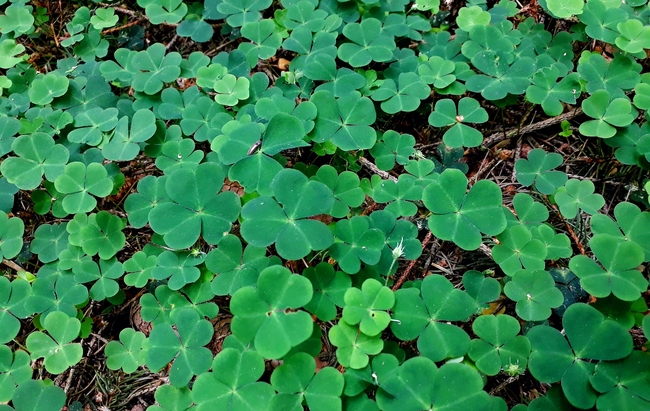 草地绿色三叶草四叶草摄影图片