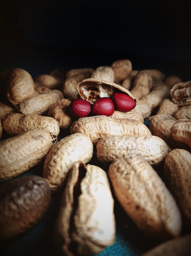 带壳红皮花生图片