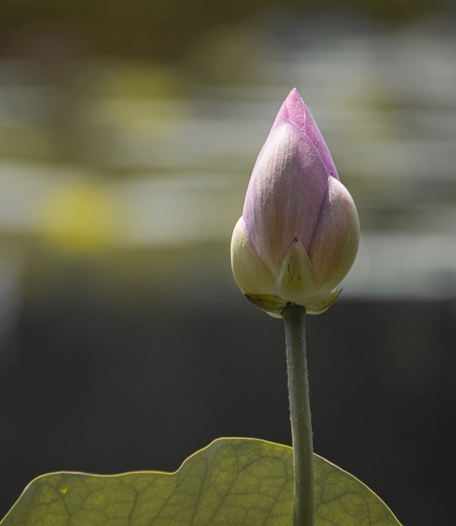 含苞待放粉色莲花花苞摄影图片