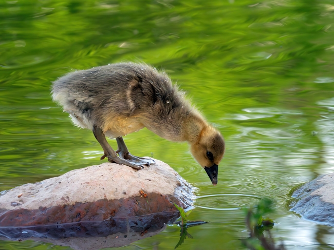 小鸭子站在礁石上喝水图片