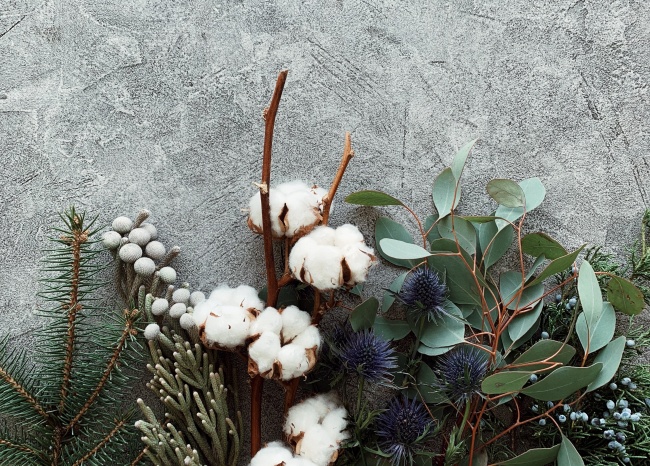 绿叶树枝和棉花图片