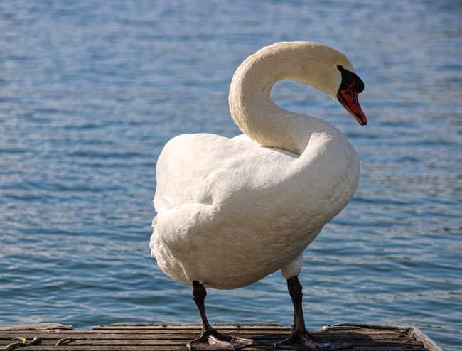 湖边白色天鹅休憩图片