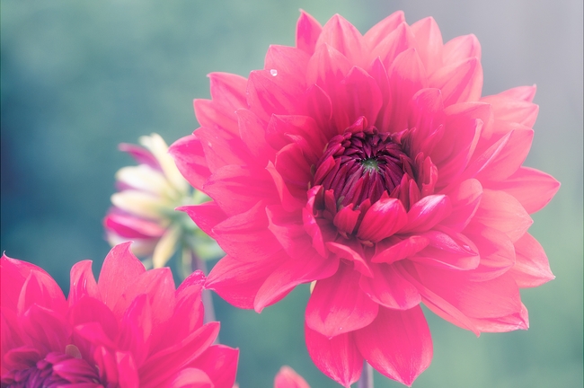 粉色妖艳大丽菊图片