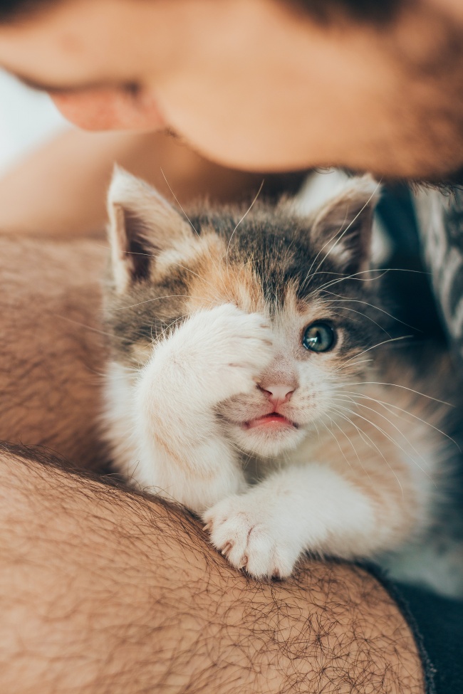 可爱猫咪萌宠图片