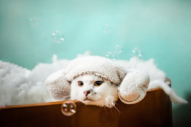 呆萌可爱白色小萌猫写真摄影图片