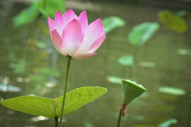 夏日莲花池粉色莲花莲蓬摄影图片