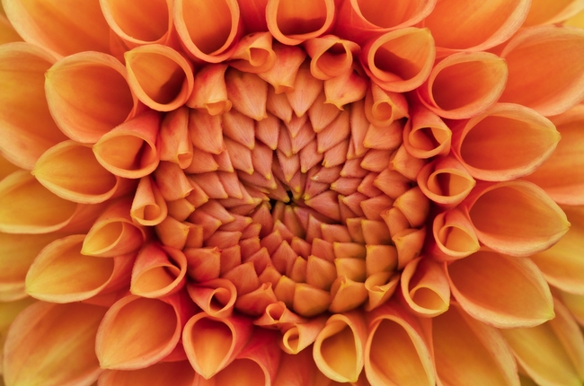 橙黄色大丽菊微距特写摄影图片