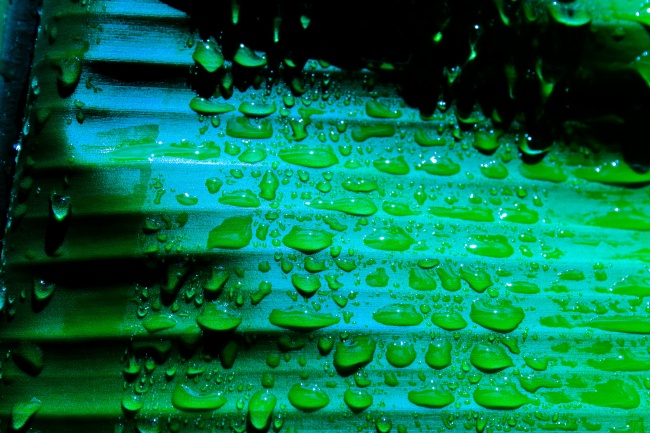 香蕉叶水珠图片