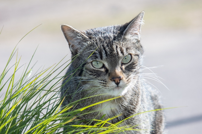 可爱呆萌喵星人虎斑猫图片