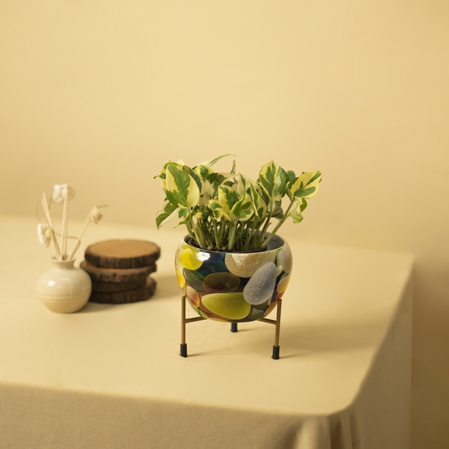 金属盆栽植物花卉图片