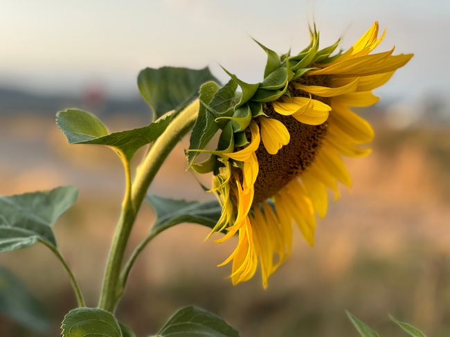 迎风摇曳的向日葵图片