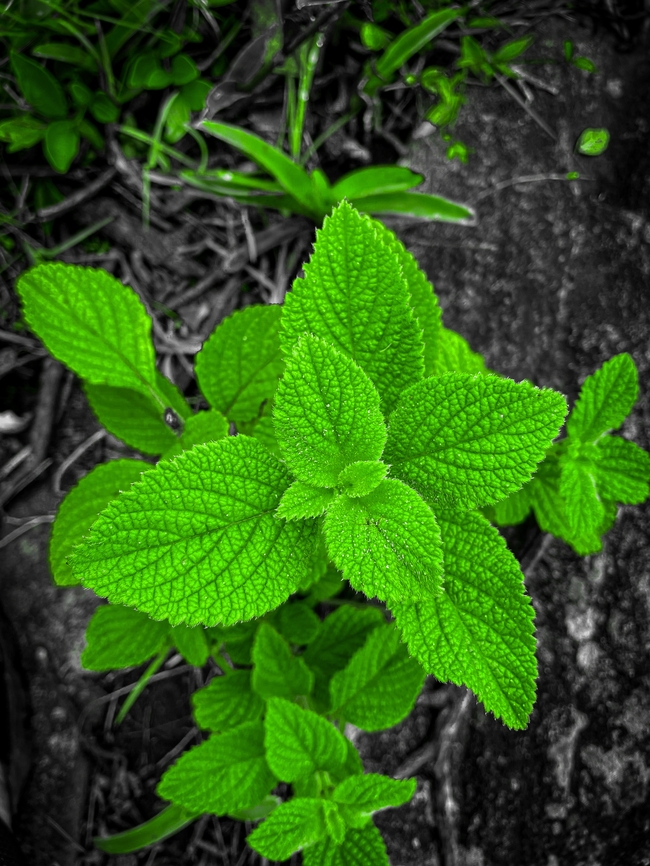 绿色野生薄荷叶图片