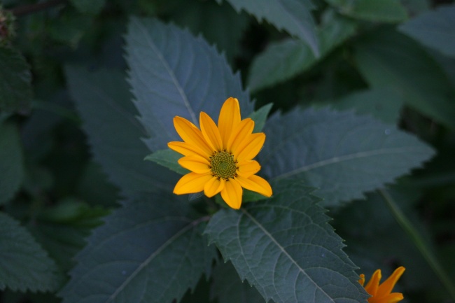 小清新花朵摄影图片