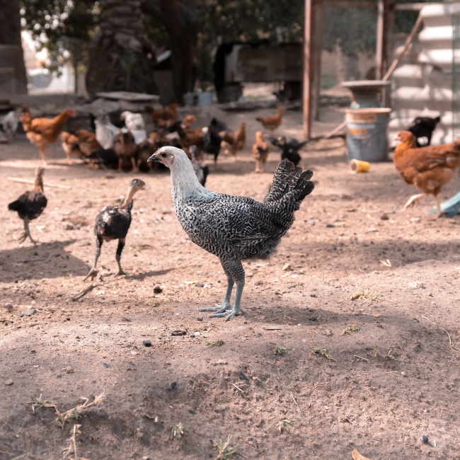 农家鸡养殖图片