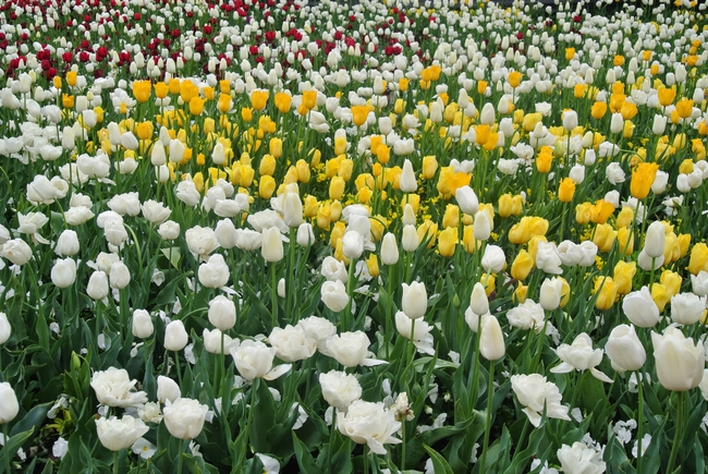 郁金香花场图片