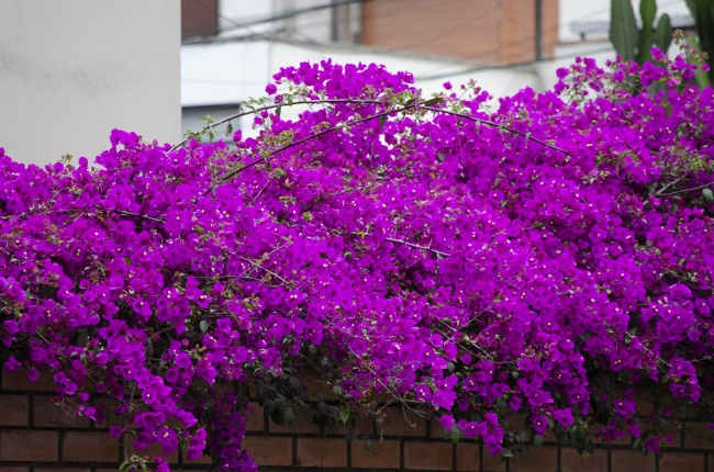 漂亮三角梅观赏花图片