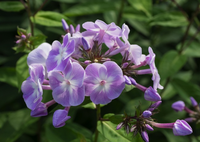 美丽鲜花丁香花图片