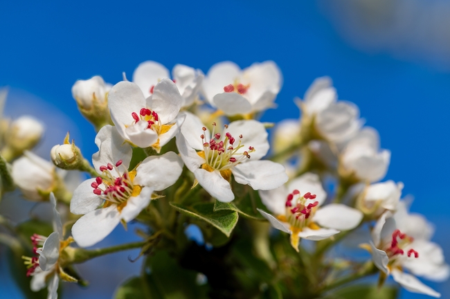 白色苹果花微距特写摄影图片