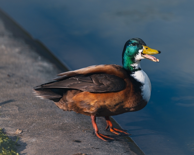 站在河边的绿头鸭摄影图片