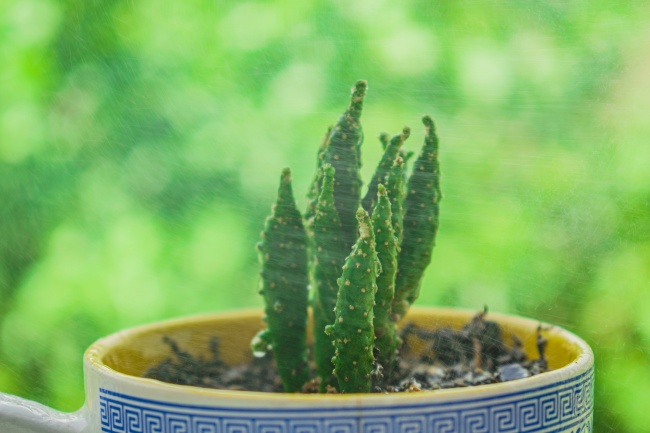 花盘绿色多肉植物盆栽图片