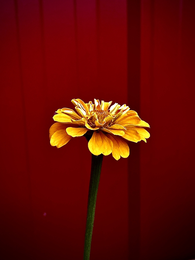 微距特写黄色百日菊图片