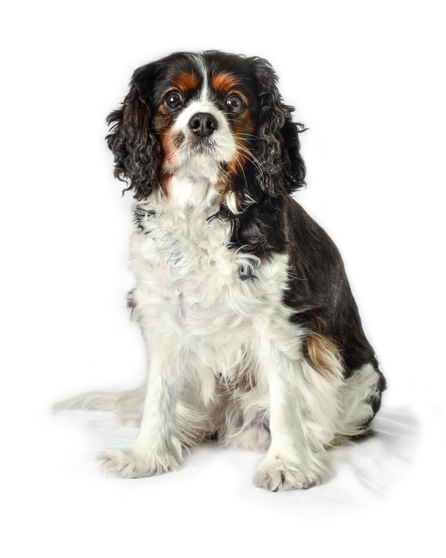 可爱超萌史宾格犬图片