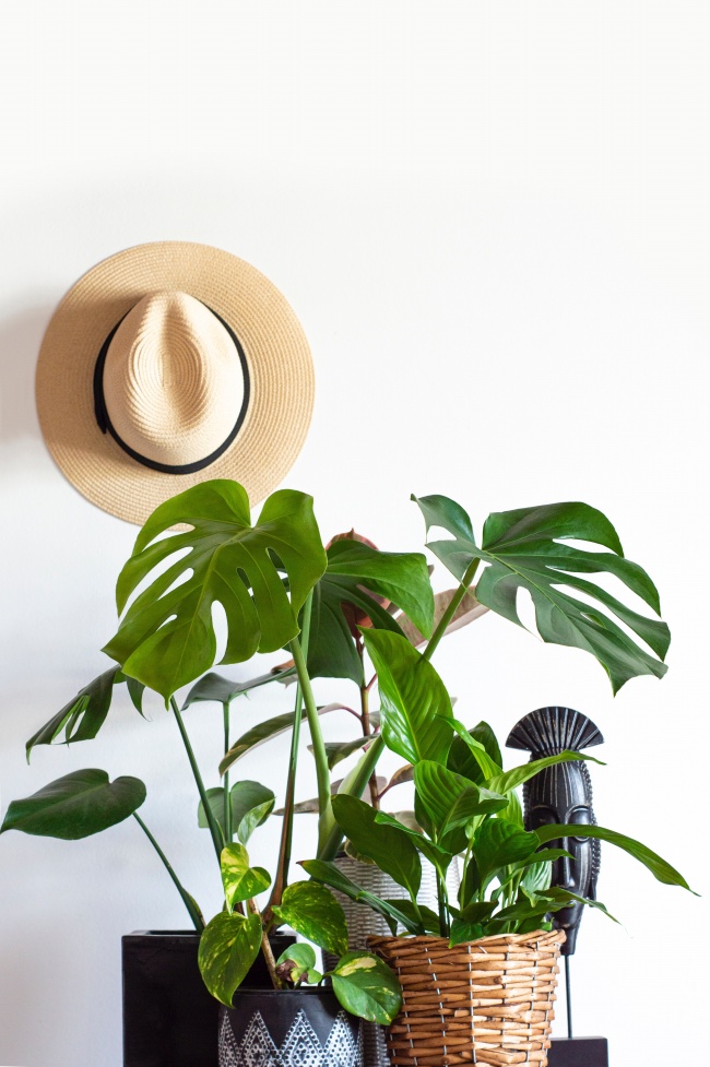 绿叶植物盆栽图片