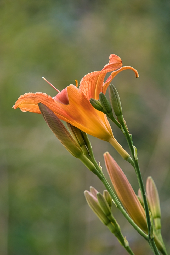 橙色野生萱草花摄影图片
