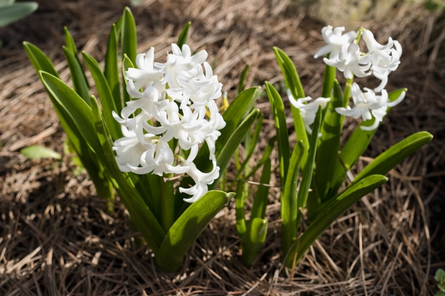 春天野生风信子花图片