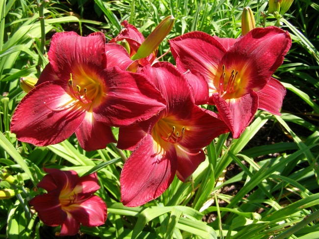 红色大花萱草图片