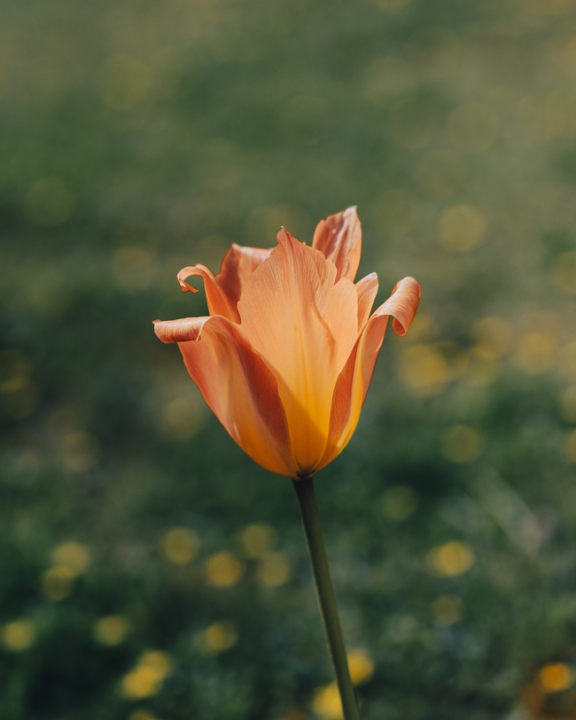 橙色盛开的郁金香图片