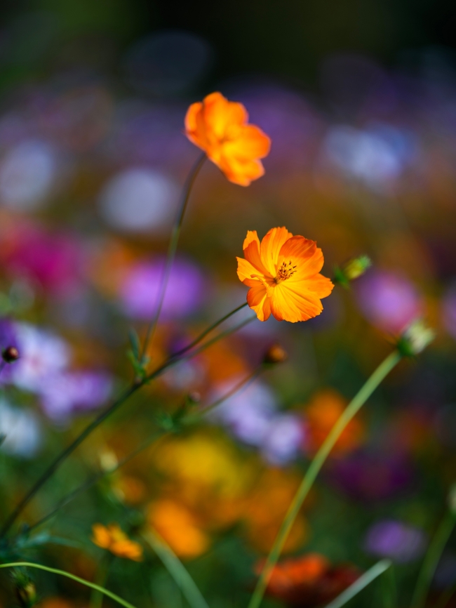 野生花草丛橙色花朵图片
