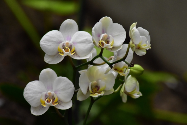 白色蝴蝶兰微距特写摄影图片