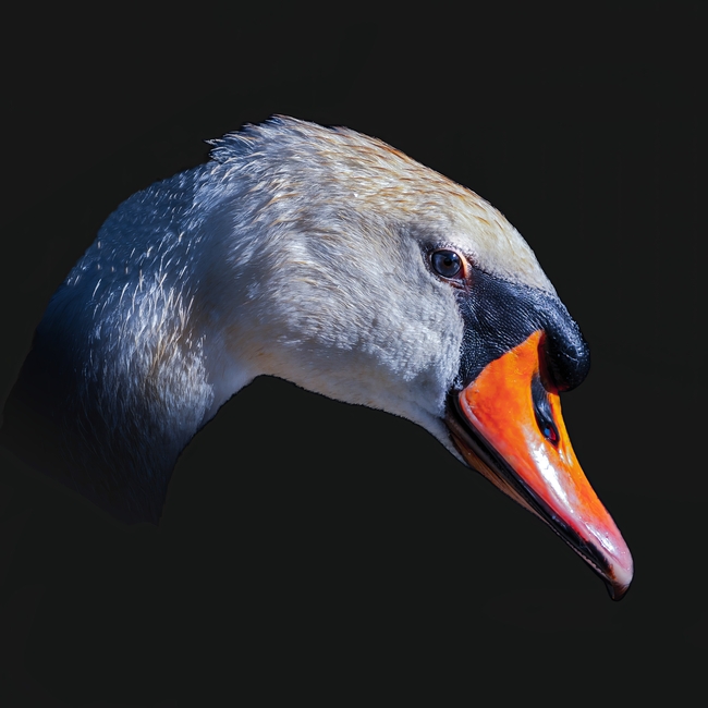 白色天鹅头部嘴巴微距特写摄影图片