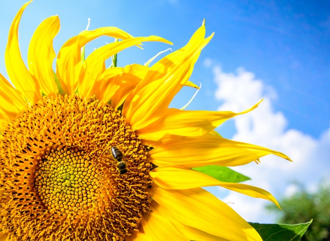 夏季灿烂向日葵图片