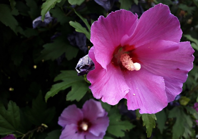 粉色木槿花花朵图片