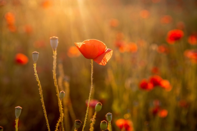 夕阳下红色罂粟花图片