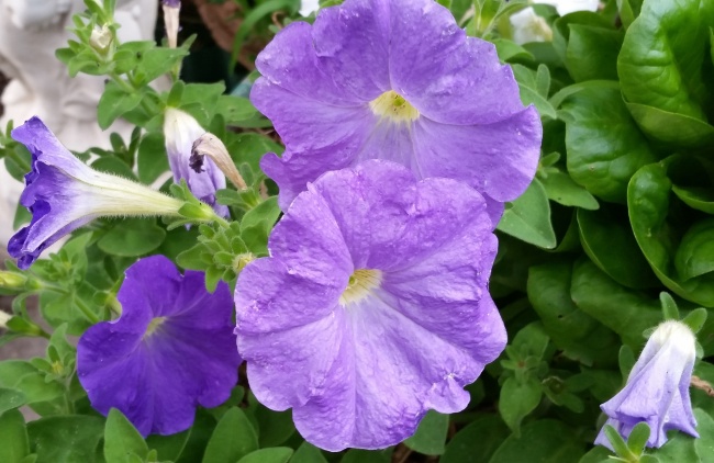 花园紫色牵牛花图片