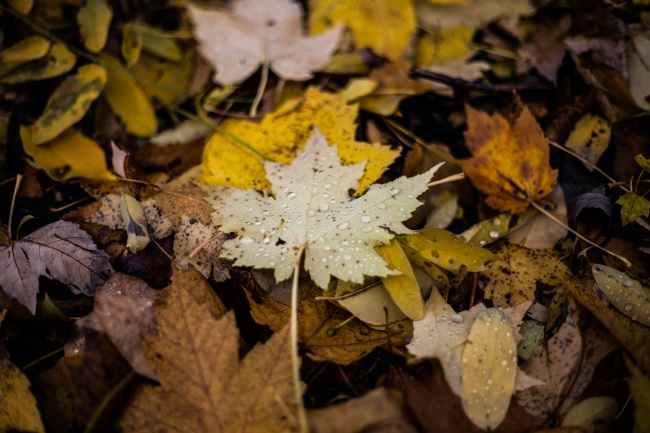 雨滴落叶图片