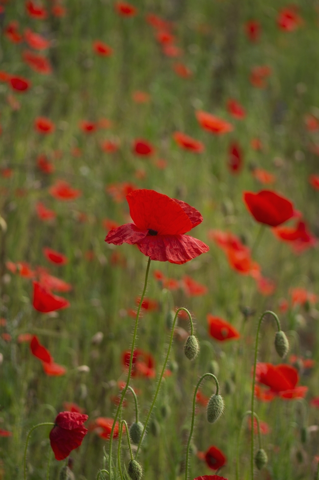 野生红色罂粟花花海图片