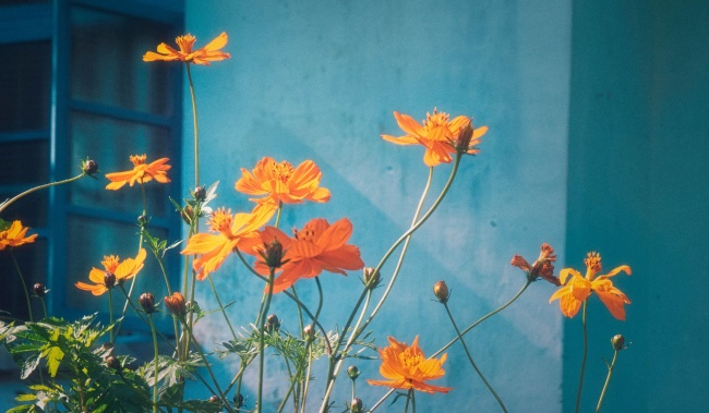 小清新格桑花摄影图片