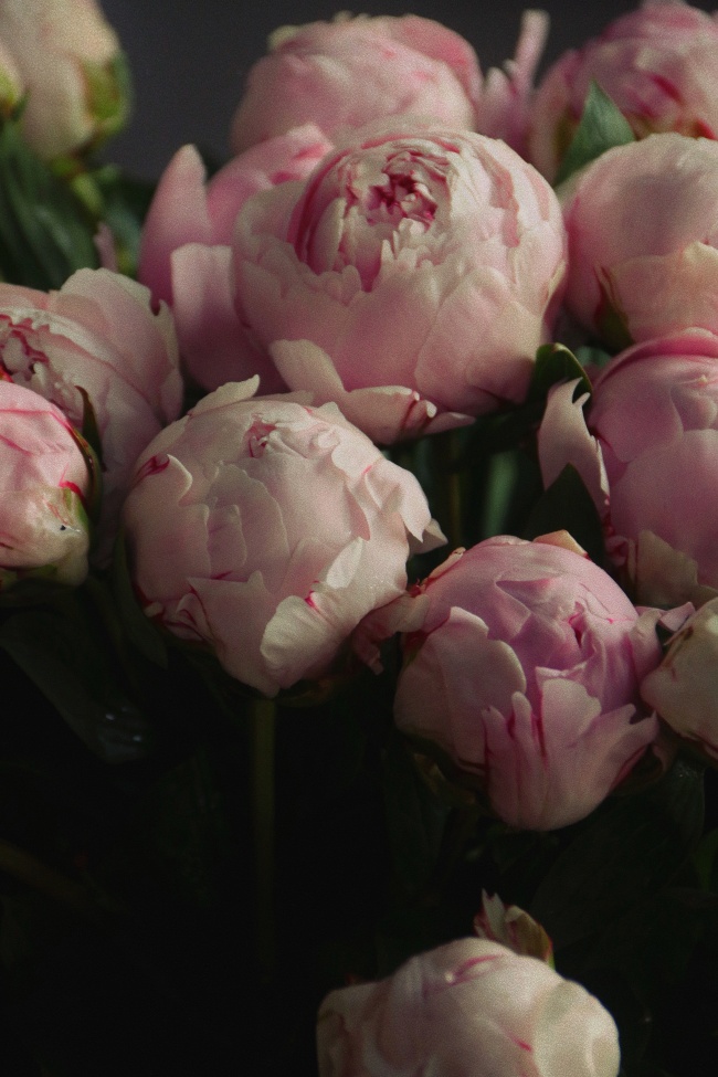 粉色牡丹花图片