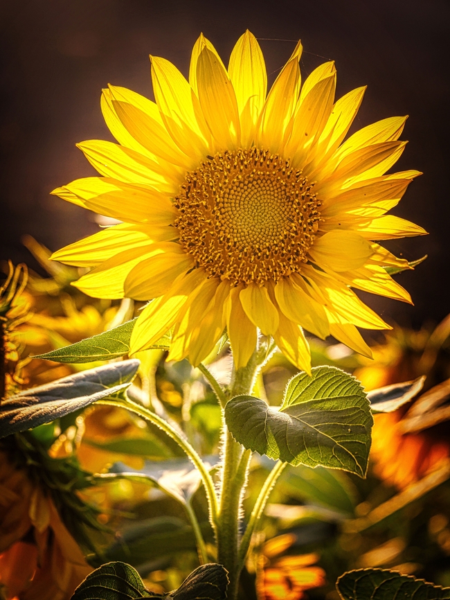 阳光照耀下的金色向日葵图片