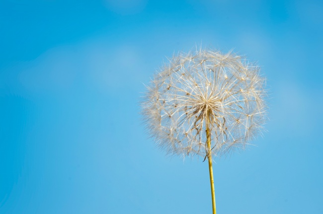 白色蒲公英摄影图