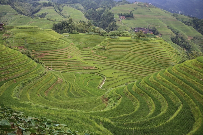 春天绿色龙脊梯田风景图片