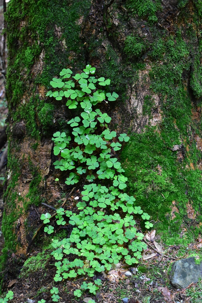 树下青苔四叶草摄影图片