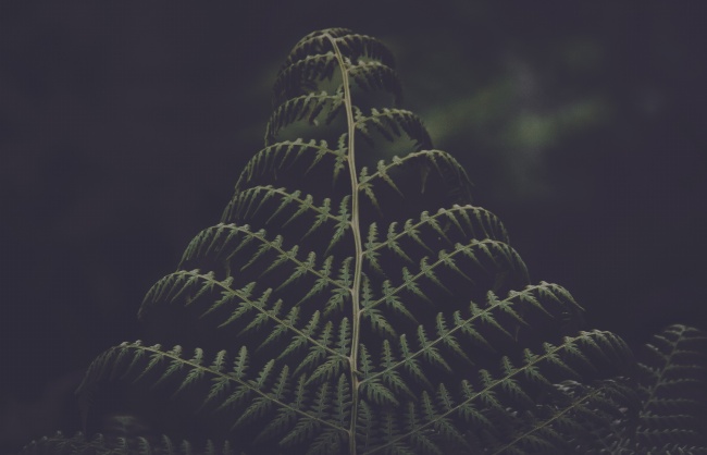 观赏蕨类植物图片