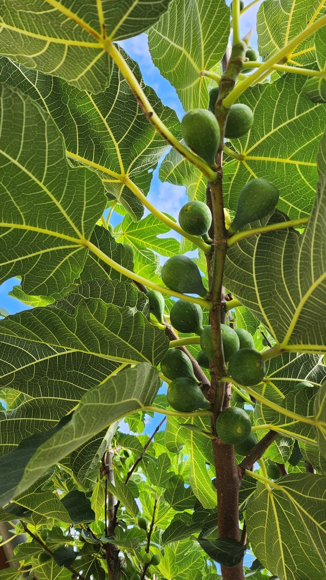 夏天绿色无花果树无花果图片